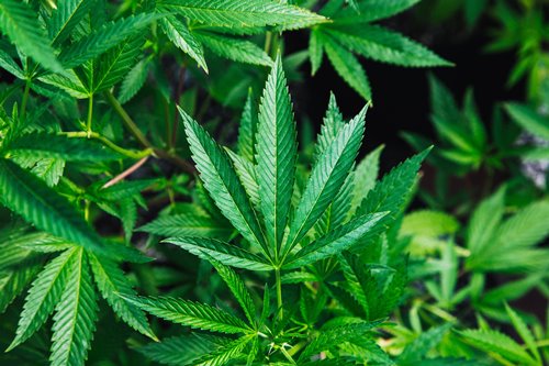 Cannabis: Laws & Public Health Implications